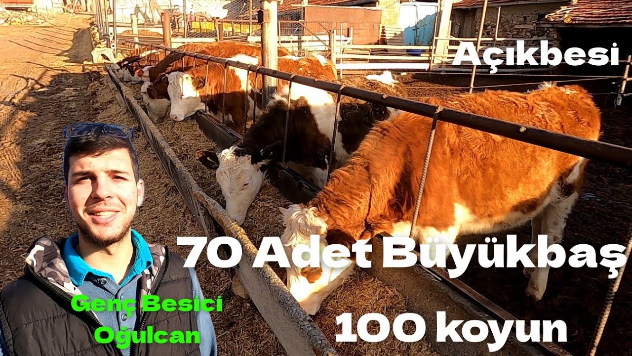 Genç Besici Oğulcan - 70 Adet Büyükbaş 100 Adet koyun Çiftliği #açıkbesi #hayvancılık #aslanbeyli