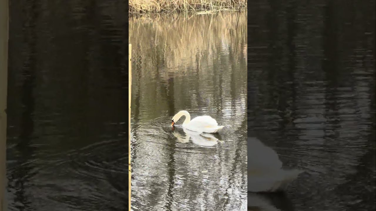 Swan - Mermaid Ponds / Łabędź - Syrenie Stawy #Swan #POLAND #Szczecin
