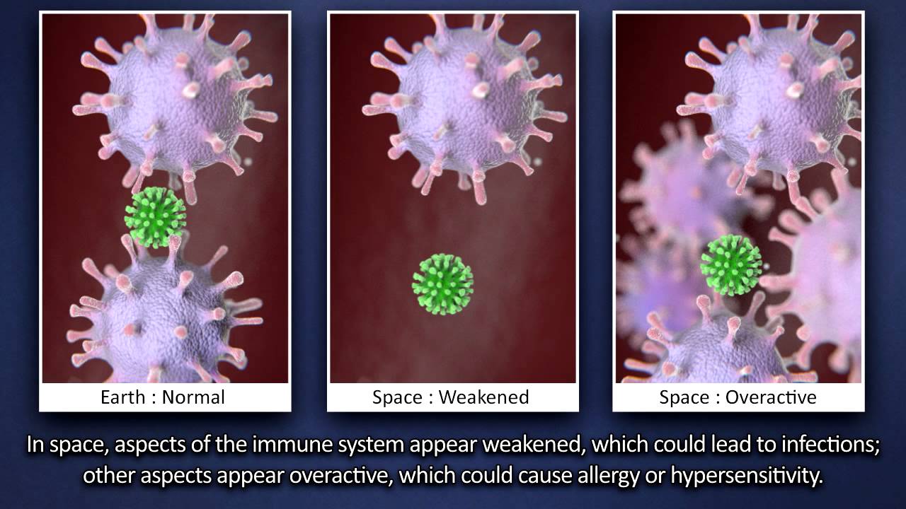 How the Human Body&rsquo;s Immune System Responds in Microgravity