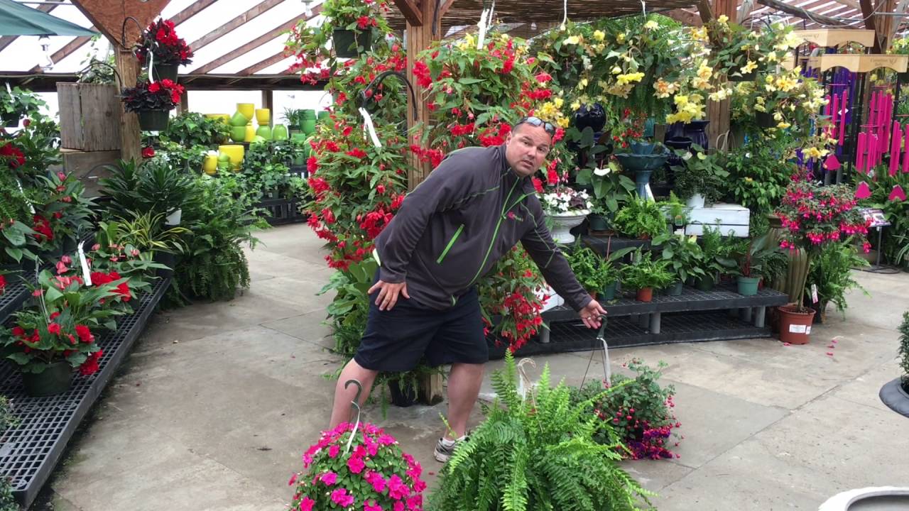 Hanging Baskets for Shade