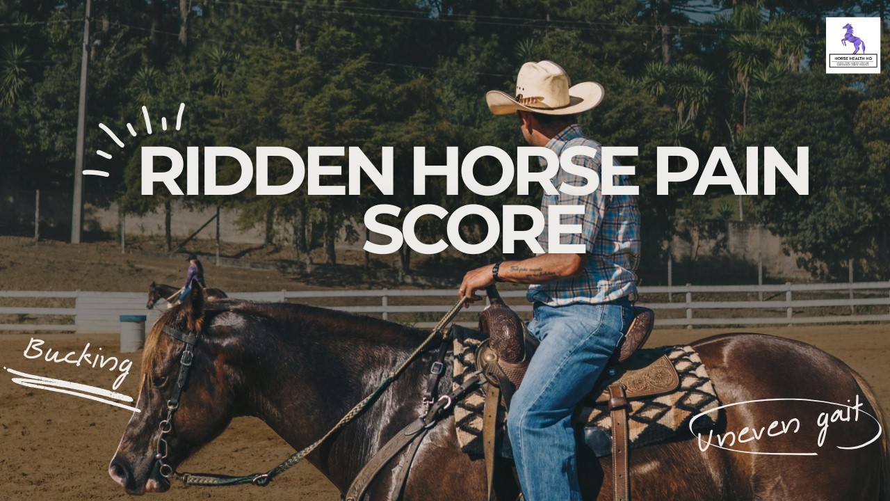 Ridden Horse Pain Score Explained
