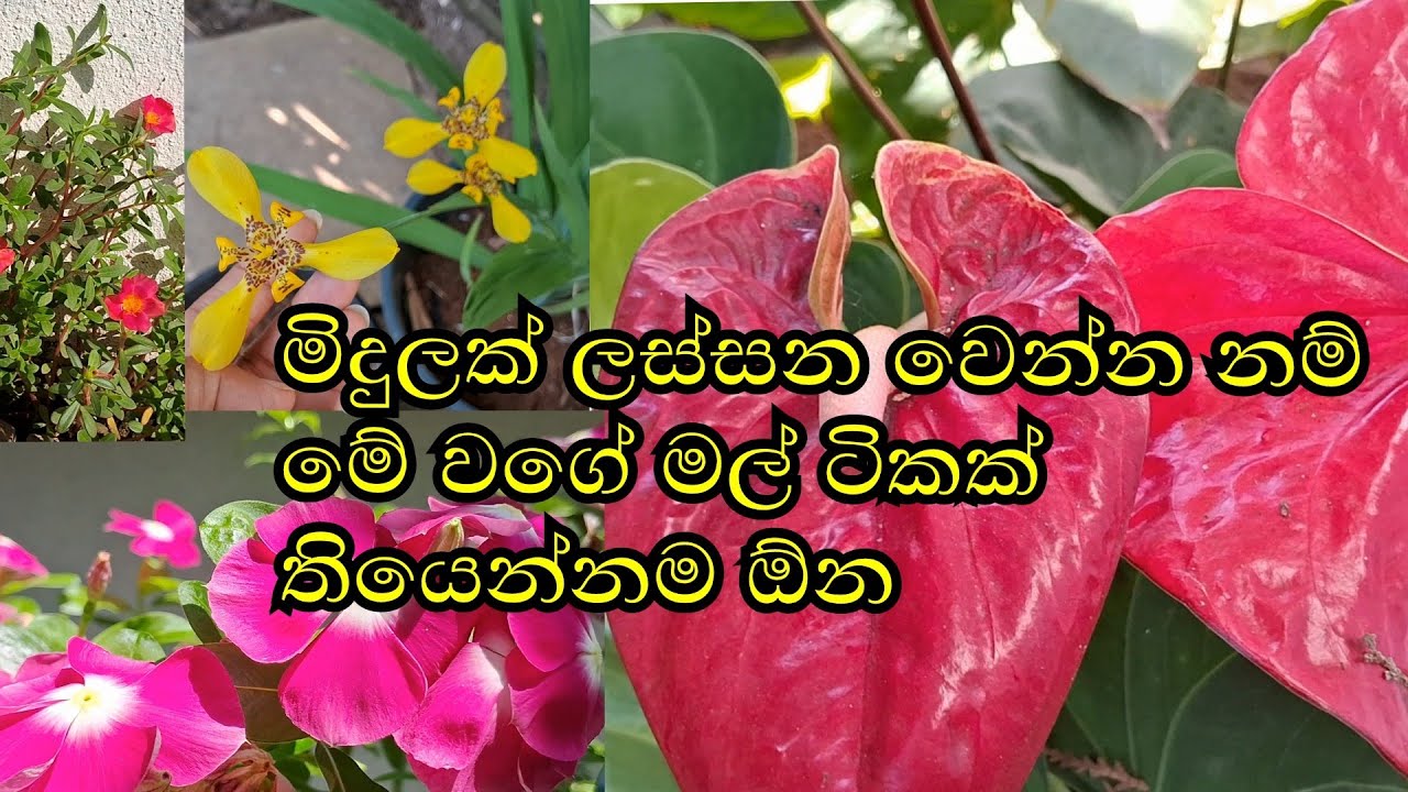 මිදුලක් ලස්සන වෙන්න මේ වගේ ලස්සන මල් ටිකක් තියෙන්නම ඕන .