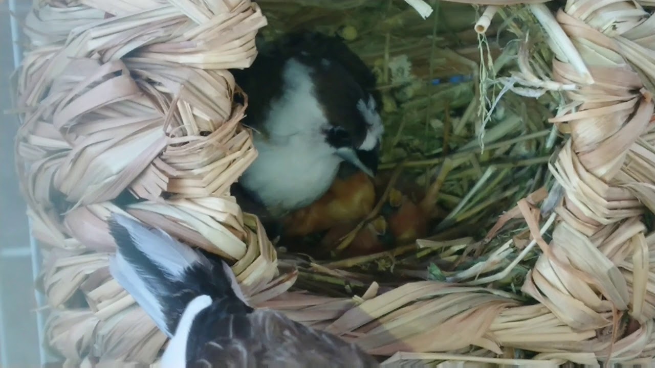 Society Finch Feeding chicks