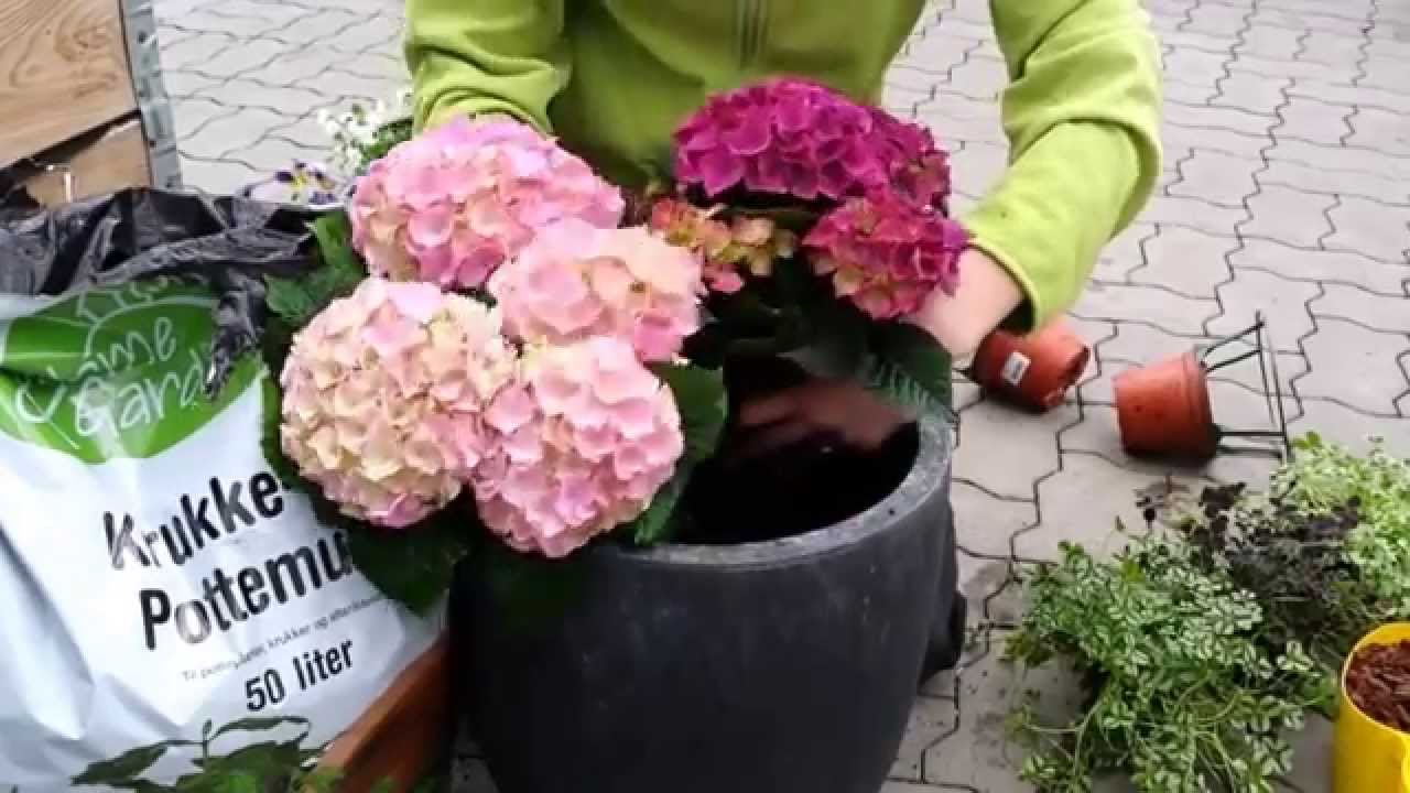 Plantning i krukker