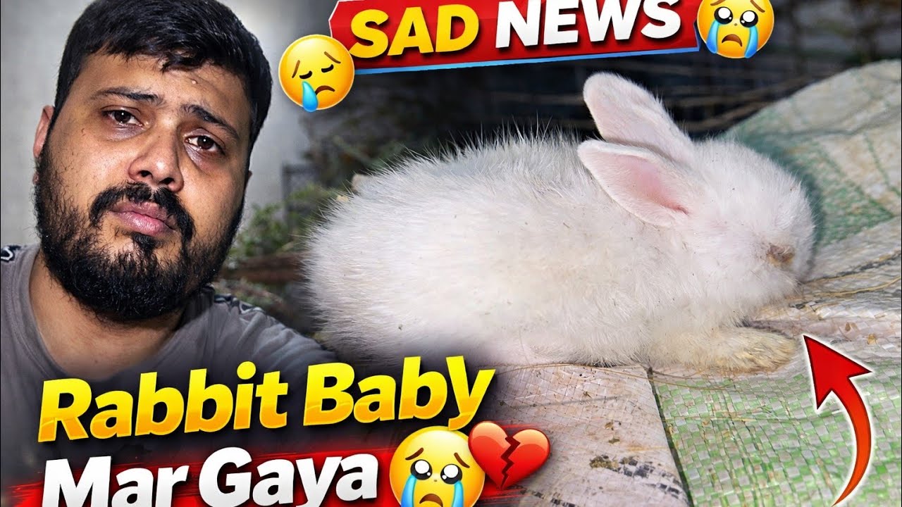 Rabbit Baby Mar Gaya 🥲😭 | Dil Toot Gaya | Rabbits Update Vlog | Zak Kingdom