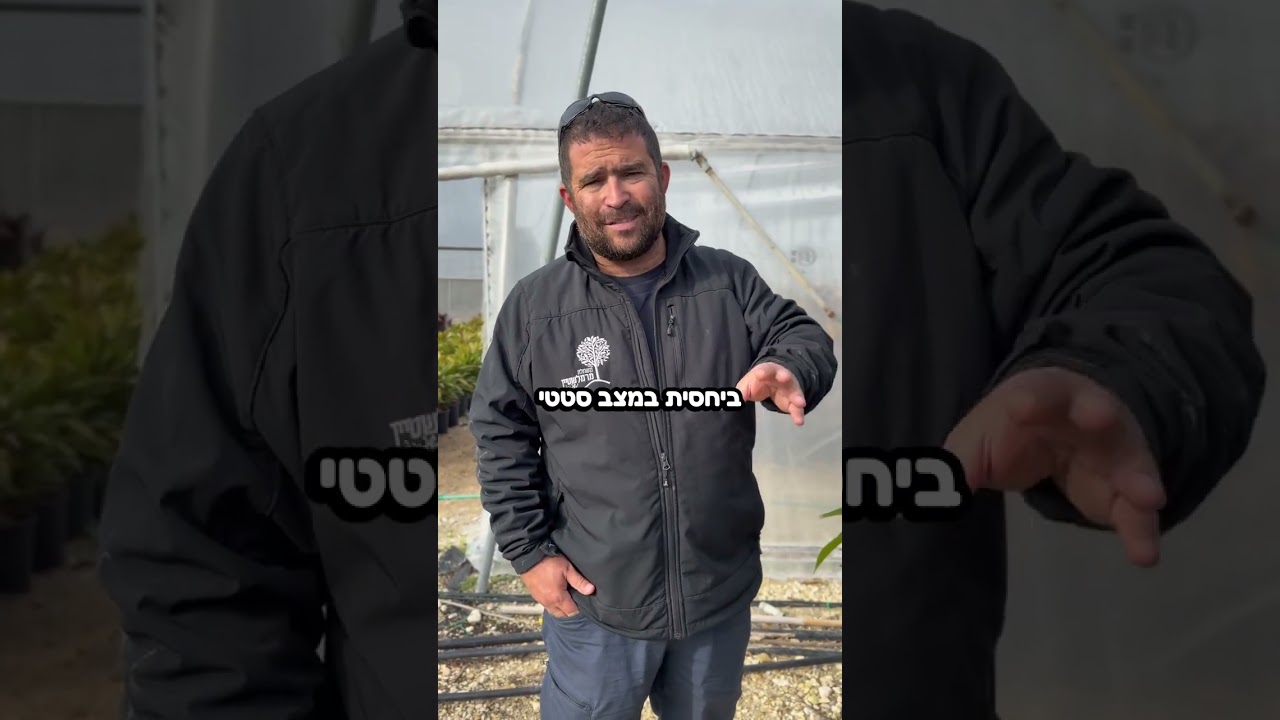 עץ המנגו פורח בינואר?! להוריד או לא – התשובה המלאה