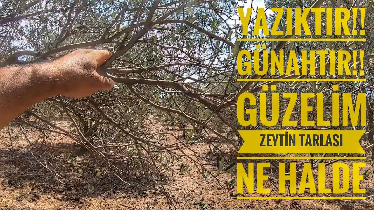 YAZIK GERÇEKTEN + BAKIMSIZ ZETİN BAHÇESİ