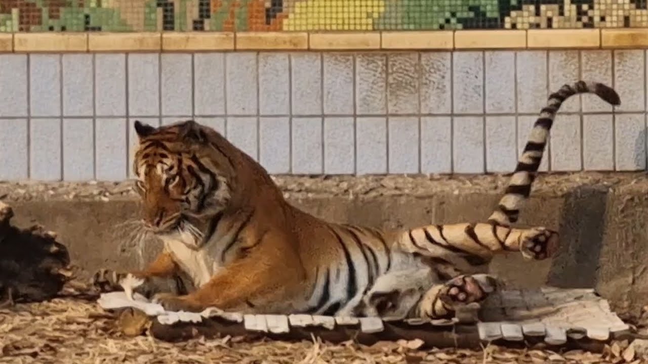 이뿐호리 #호랑이 #tiger #뱅갈호랑이 #호리 #달성공원 