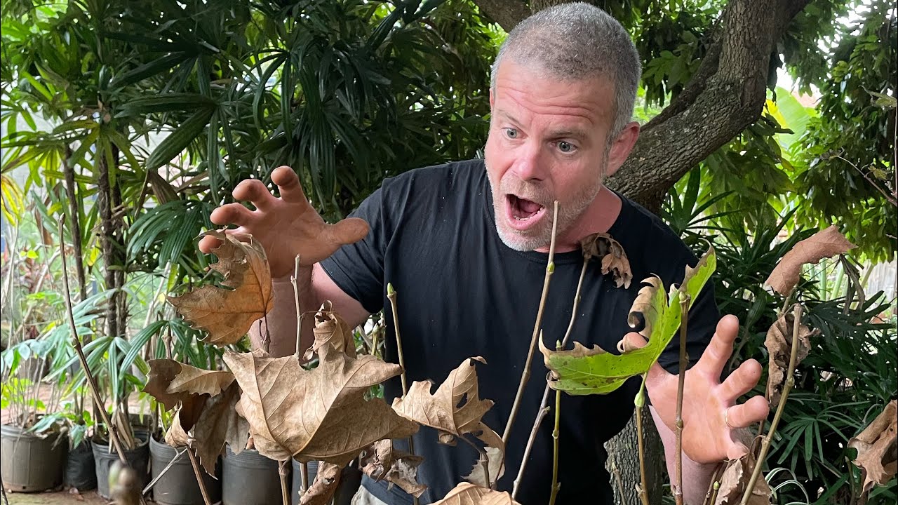 Como proteger as plantas do frio e geadas