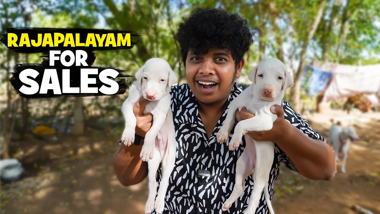 Rajapalayam Dog Farm | Kanni, Chippiparai, Kombai 😍 - Irfan's View