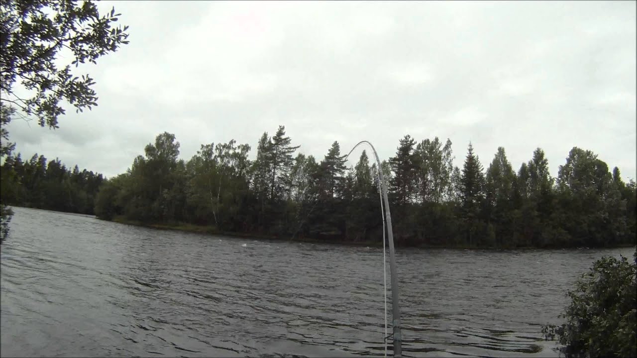 trout takes the fly Randselva.