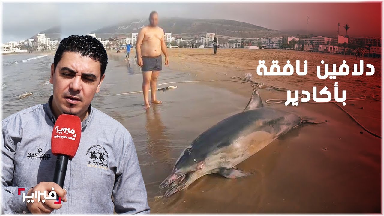 نفوق الدلافين في أكادير ينذر بكارثة بيئية بعاصمة سوس