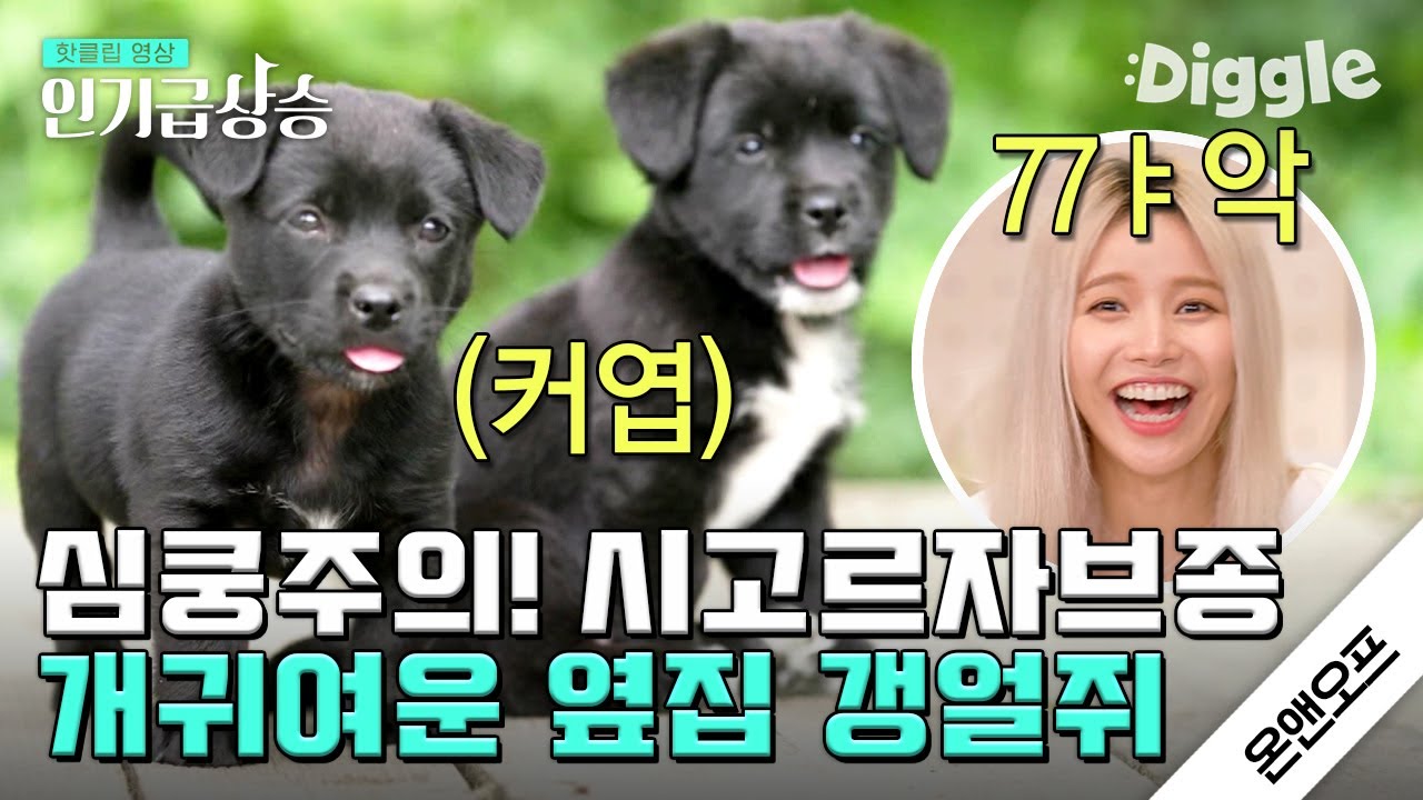[#인기급상승] 77ㅑ 귀여워!!! 🐶 세상에서 제일 귀여운 시고르자브종(소리 내서 읽어보세요) 토르와 록키🖤 | #온앤오프 | #Diggle