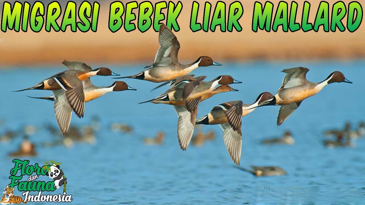 BERMIGRASI BEBEK LIAR DENGAN FORMASI V YANG TERKENAL