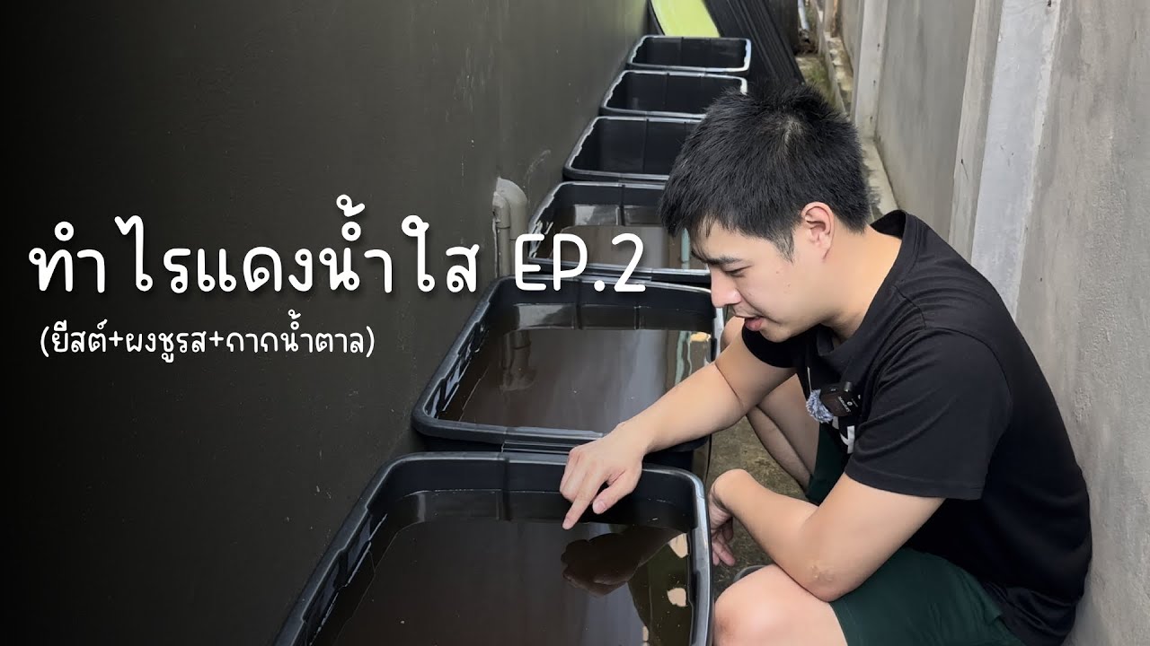 ทำไรแดงน้ำใส EP.2