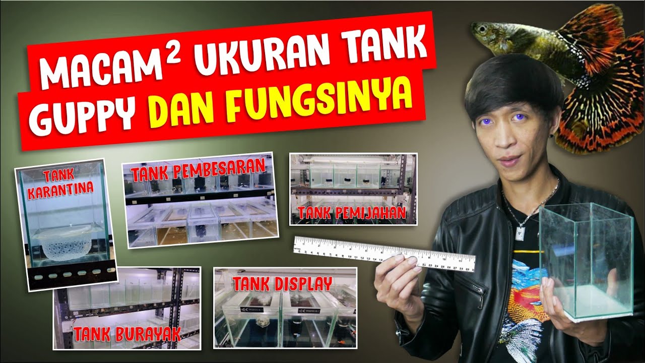 UKURAN IDEAL TANK GUPPY DAN FUNGSI NYA. BAHAS TUNTAS