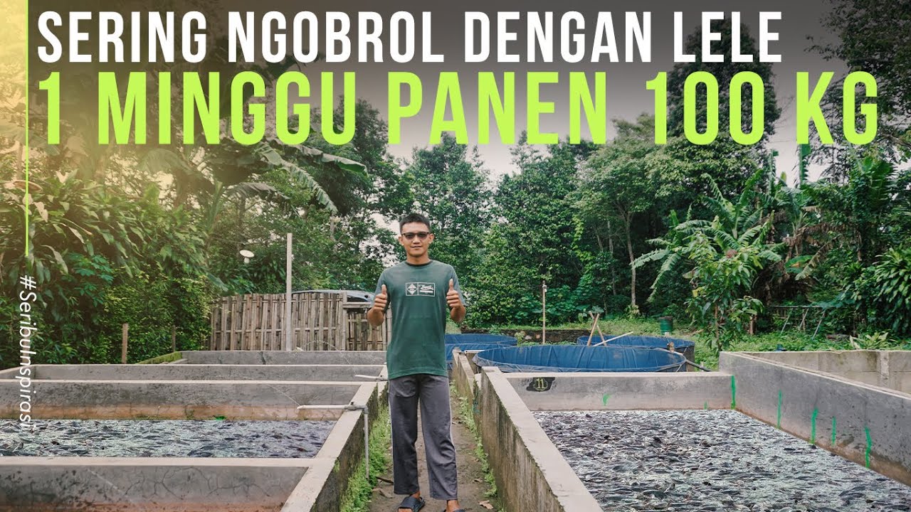 Budidaya Lele Hanya Komunikasi Dengan Lele, Bisa Panen 100 kg Di Daerah Dingin