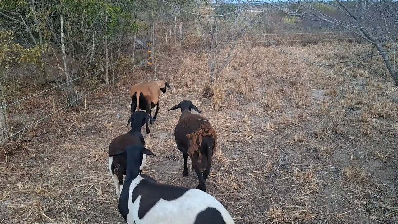 Ovelhas, cerca elétrica e Agrofloresta: Combinação de sucesso!