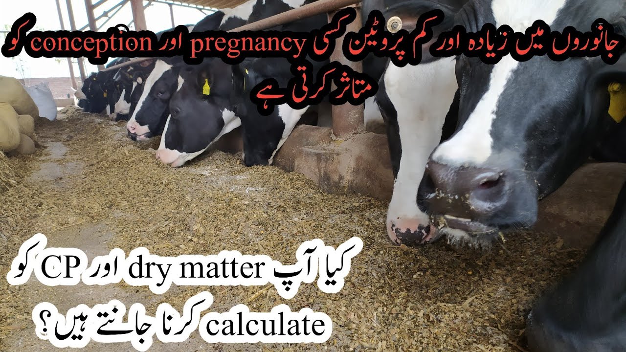 CP aur dry matter kesay calculate krty ha II How to calculate DM and CP of ration I Cattle nutrition