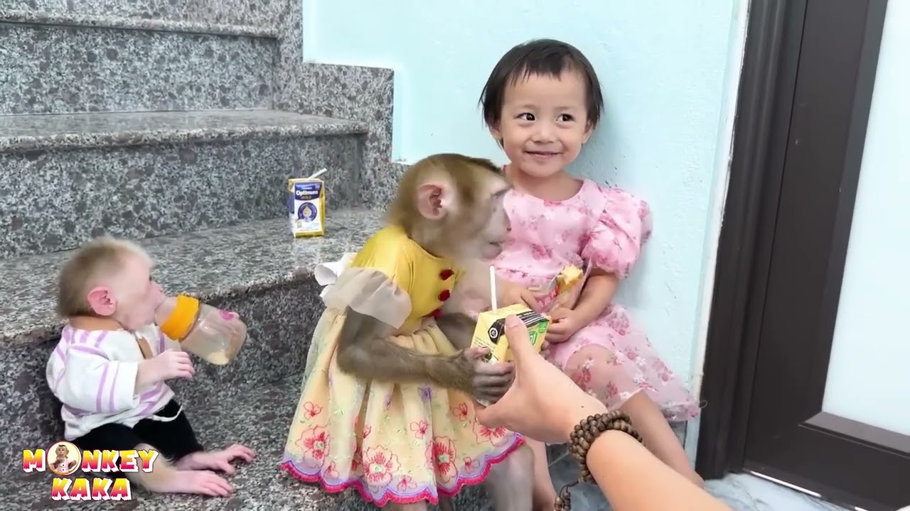 Cute video compilation of Monkey Kaka + Diem and Mit
