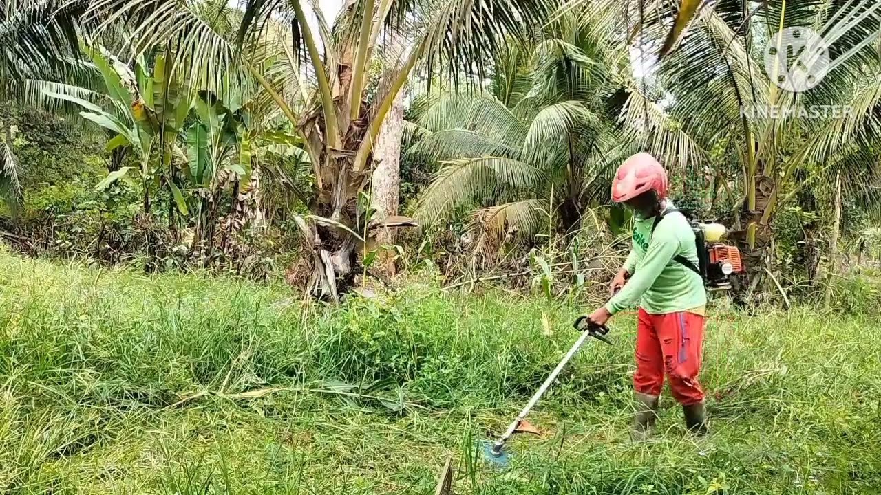 MEMBERSIHKAN RUMPUT PERSIAPAN TANAM JAGUNG