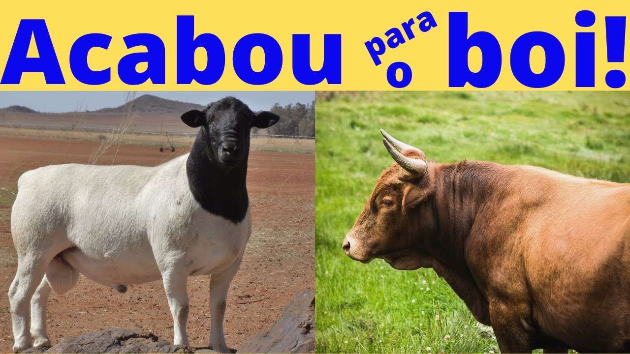 OVINE CREATION дает больше ПРИБЫЛИ, чем BOI GORDO!