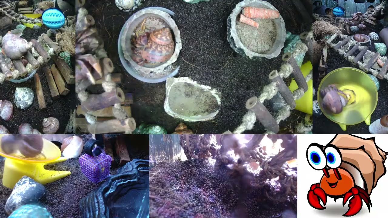 ⏩ Time Lapse of 24x7 Hermit Crab Live Stream January 29th - January 30th 2026 (30x)