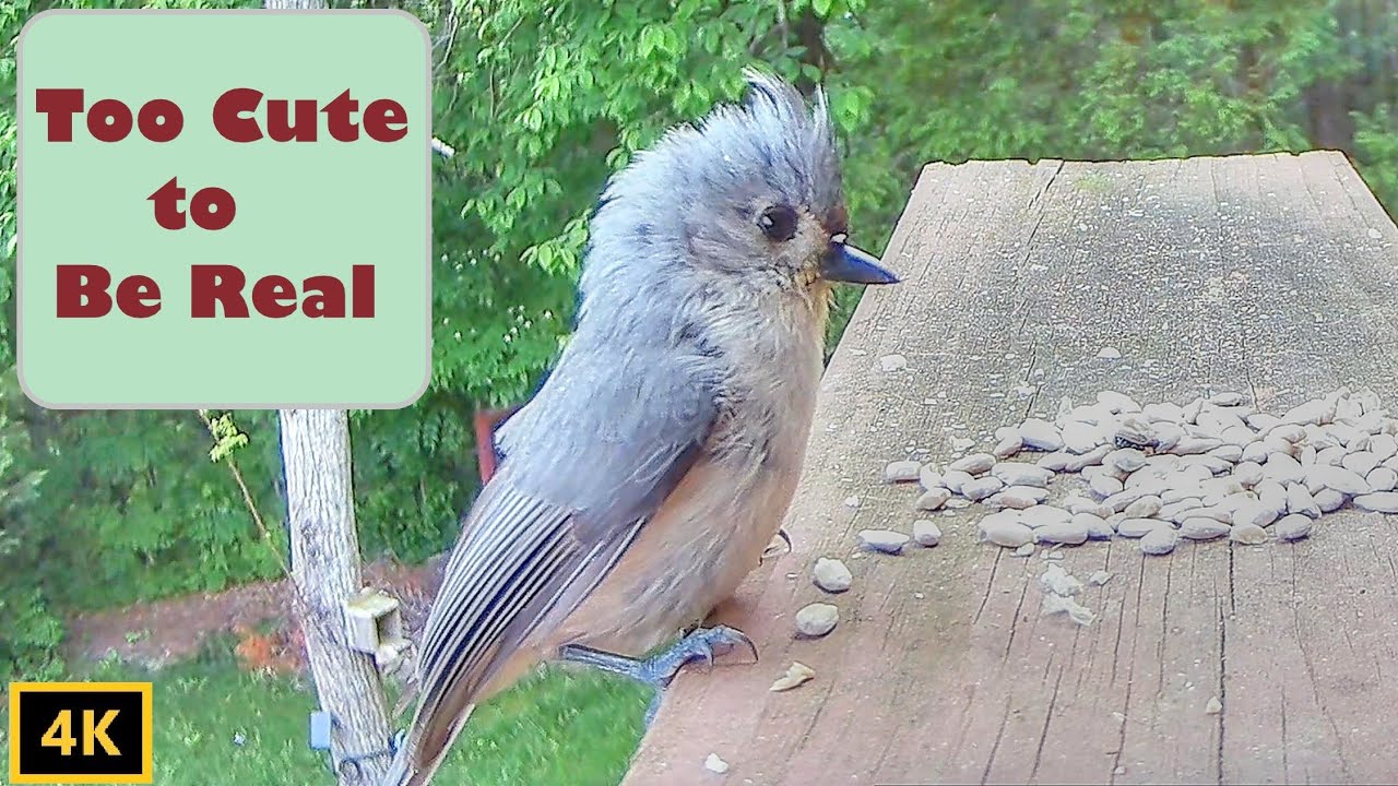 Tufted Titmouse Fledgling Calls