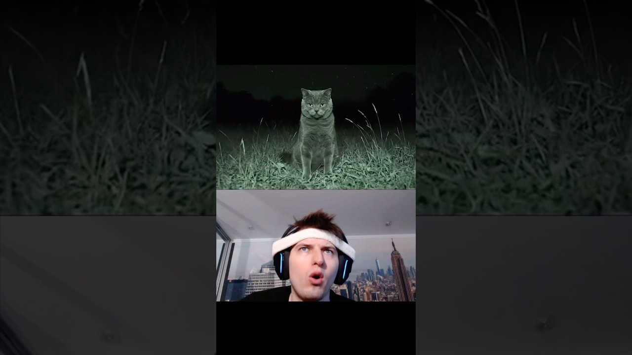 Ai veo 3 Cat prank 💀💀💀