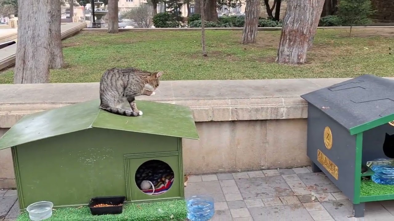 Cat Houses in a Baku Park – Peaceful Feline Life 🐾