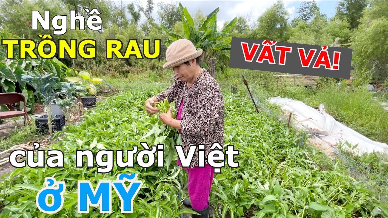CUỘC GẶP GỠ BẤT NGỜ VỚI NGƯỜI VIỆT LÀM NGHỀ TRỒNG & BÁN RAU Ở MIỀN NHIỀU MƯA BÃO NHẤT NƯỚC MỸ