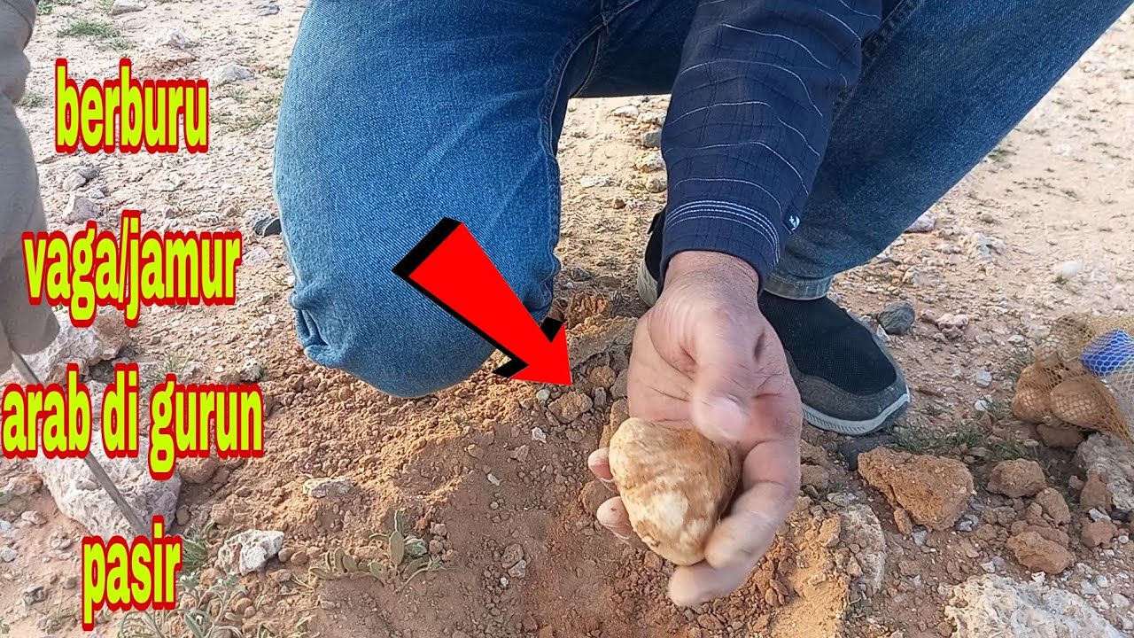 vlog tkw arab||berburu harta karunnya gurun pasir jamur truffle yang harganya setara dengan emas