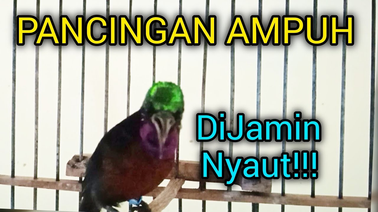 Pancingan konin gacor agar bunyi seketika langsung nyaut 