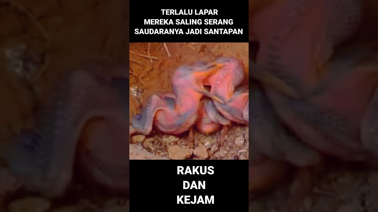 INI ANAK BURUNG PALING RAKUS DAN TAK PERNAH KENYANG #wildbirds #birds #burung