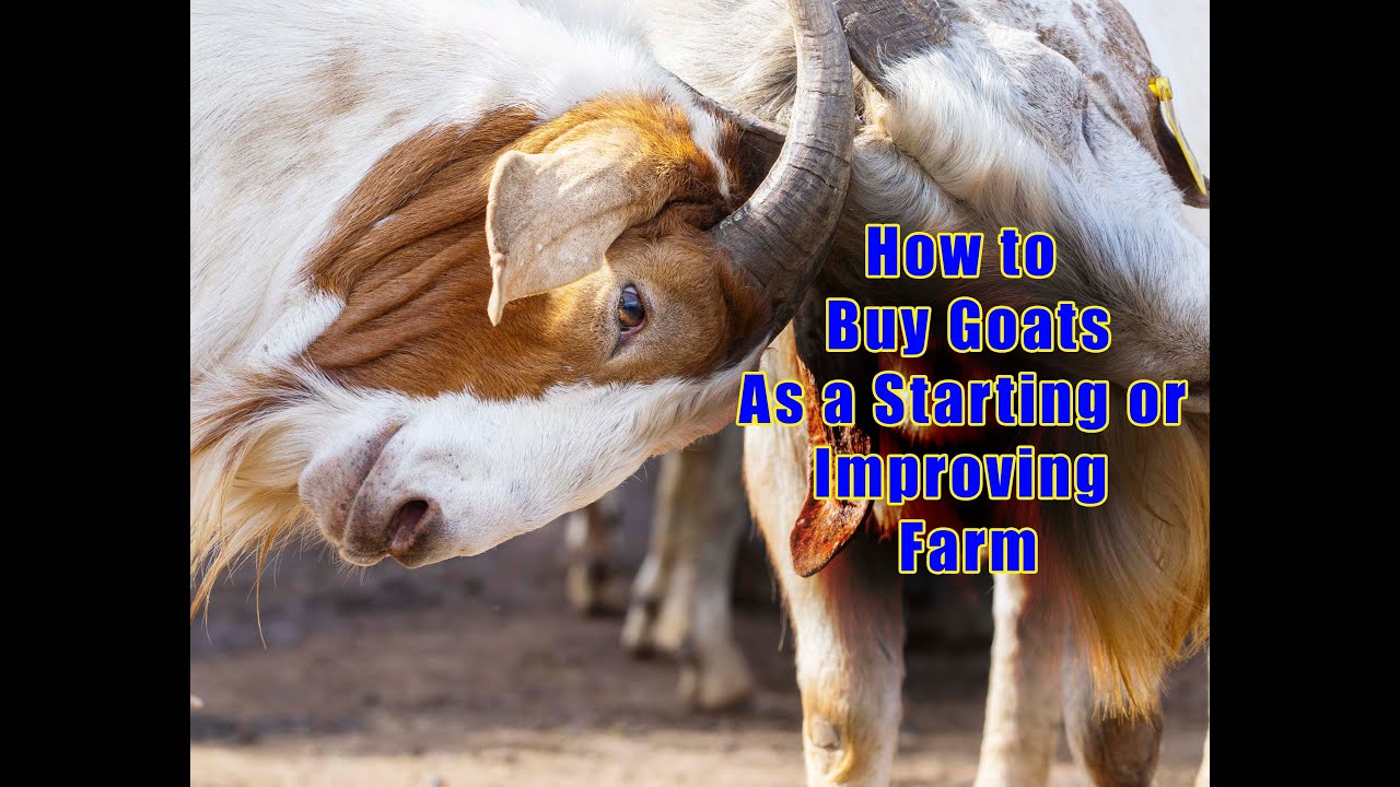 Where to Buy Goats As a Starting or Improving Farm