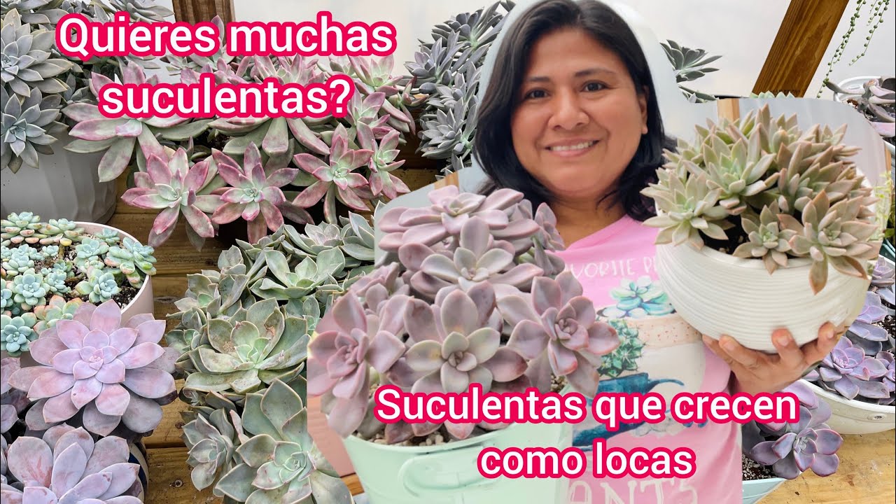 10 Suculentas que crecen por montones | Suculentas para desesperados