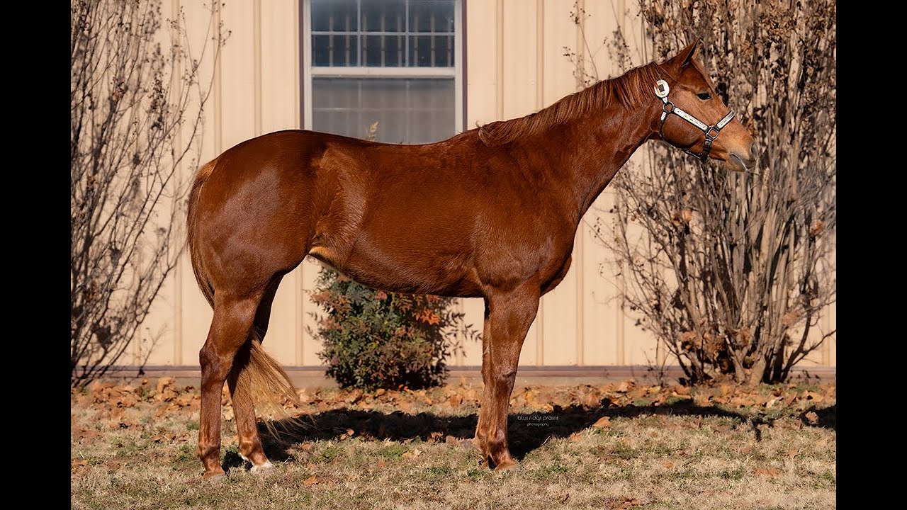 Callgirl - 2021 AQHA Mare