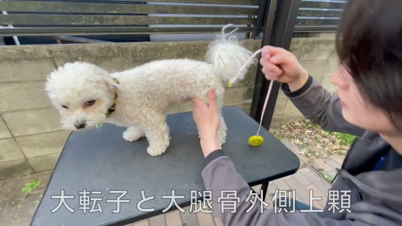 NeoACL【計測方法】 東洋装具
