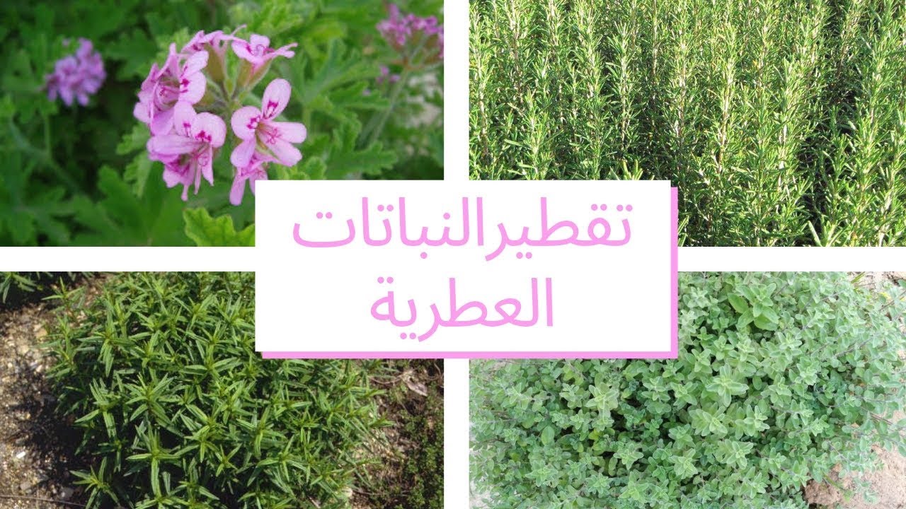طريقة تقطير النباتات العطرية في البيت و إستخلاص زيوتها: العطرشية/الفليو/الإكليل/البردقوش  🌹🌸🌷🌿🌱