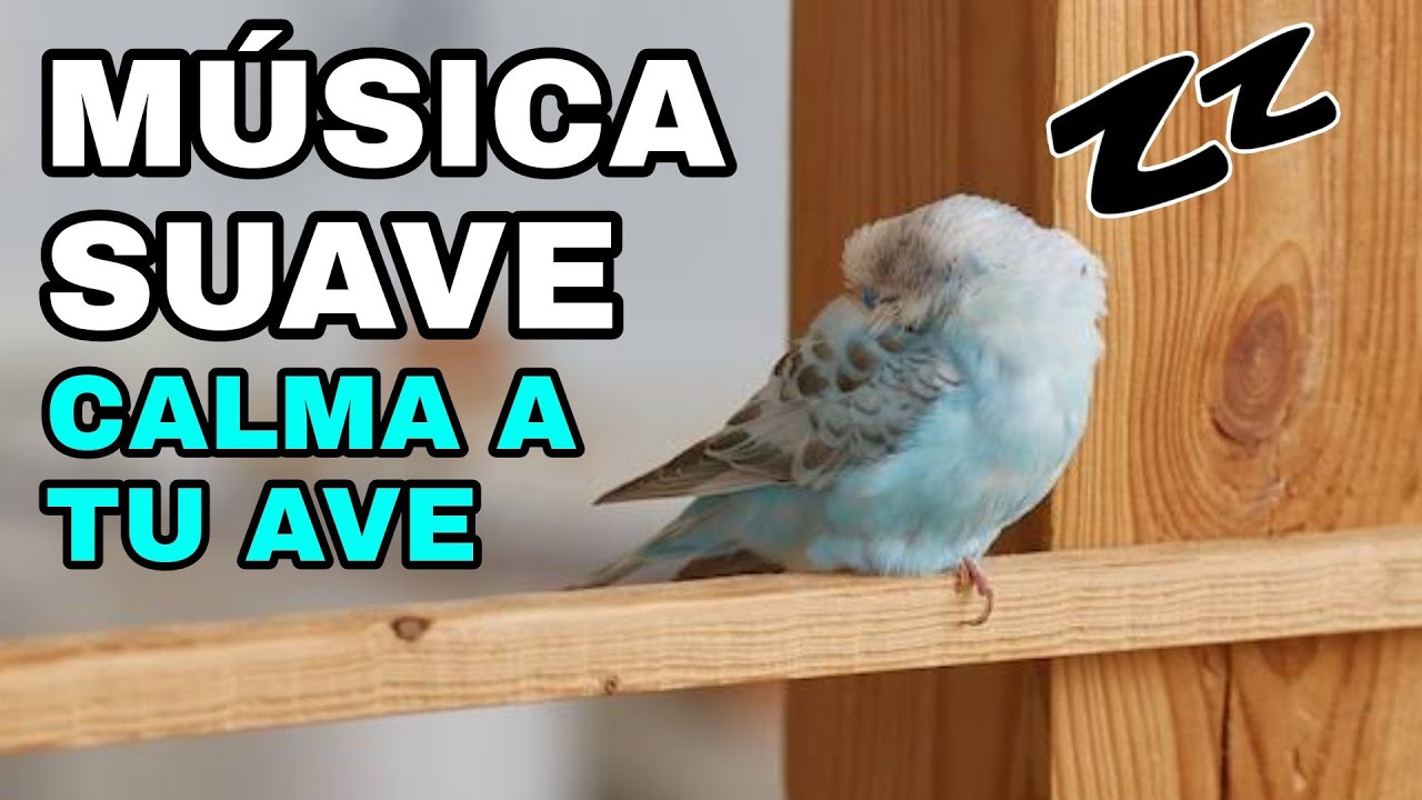 MELODÍAS RELAJANTES PARA PERIQUITOS: MÚSICA SUAVE PARA CALMAR A TU AVE