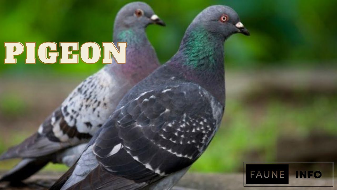 Pigeons: Toutes les informations que vous devez savoir sur la reproduction des pigeons !
