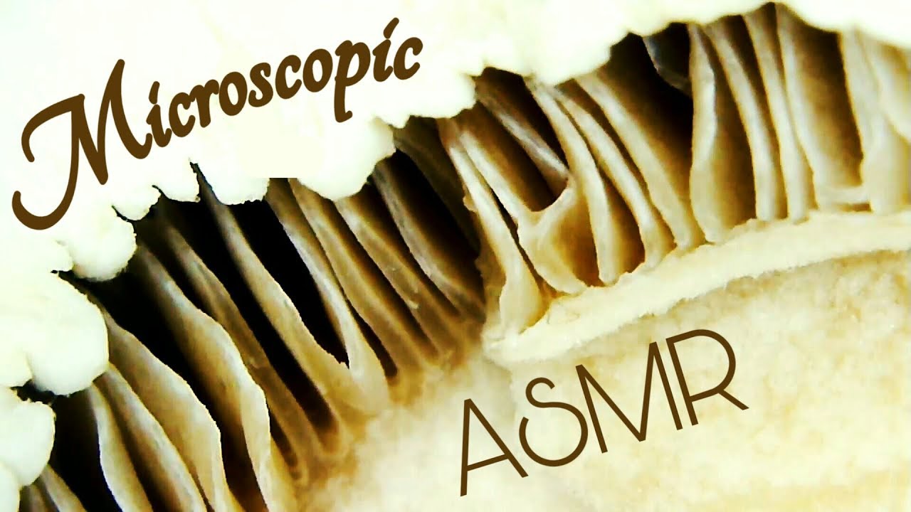 ASMR Microscopic Food Exploration under a Microscope