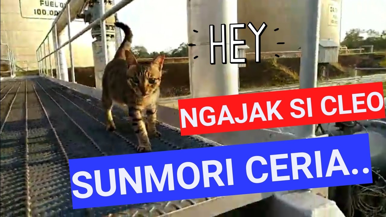Kucing kilang... 'SUNMORI' Sunday Morning Riang ...bareng si Cleo.. ll KUCING KILANG
