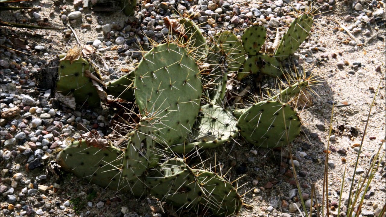 Winter hardy cacti in Botanischer Garten, BERLIN