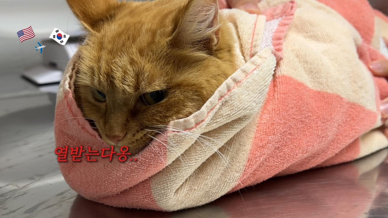 공주님 입국. 한국고양이들 긴장해. (고양이랑 한국..갈 수 있나...우당탕탕 출국기)