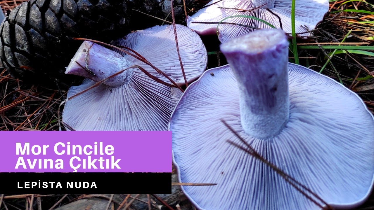 Mor Cincile Mantarı Avı, | Lepista Nuda | Mavi Cincile