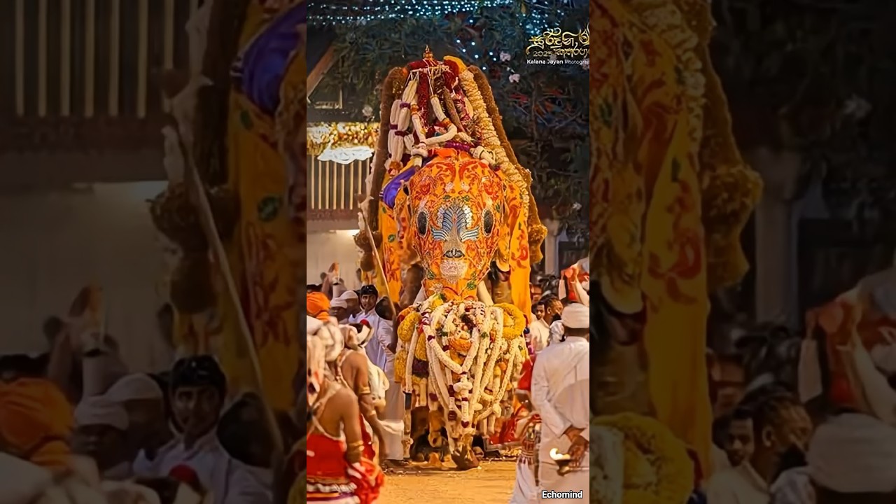 Katharagama Perahera 2025 🐘 #Kataragama #elephant #trending #wasana #trendingshorts #perahara #love