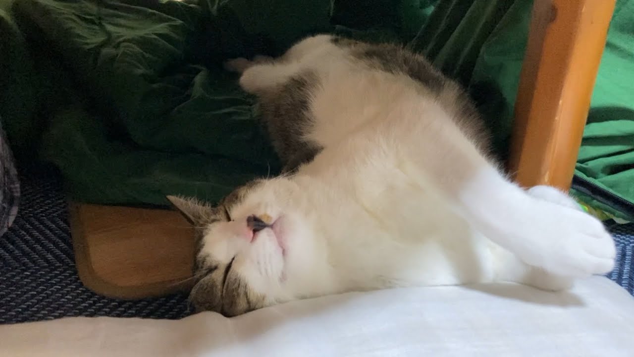 【おくらちゃん】テーブルの下でウトウト