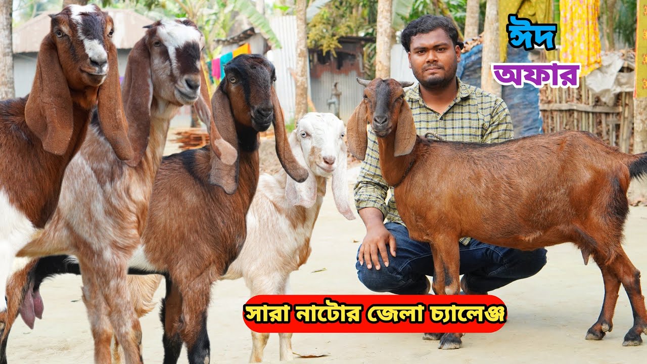 সবচেয়ে কমরেটে আকর্ষণীয় বিগ কালারফুল সর্বসেরা সুপারহিট দুধের,গ্যারান্টি গাভিন,মা বাচ্চা,খাসি কিনুন।