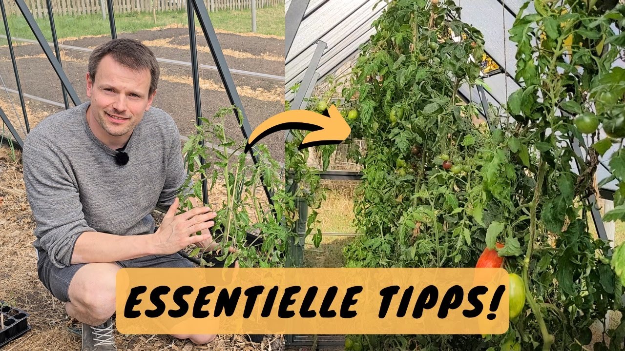 Tomaten richtig auspflanzen und pflegen für maximalen Ertrag und Gesundheit!
